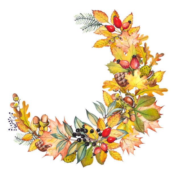다채로운 잎, 도토리, 소나무와 열매가 있는 가을 데미 화환. - hawthorn flower old fashioned botany stock illustrations