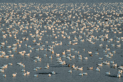 Snow geese in lake at Middle Creek Wildlife Management Area, Pennsylvania, USA