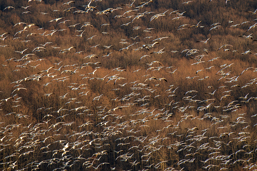 Flying snow geese at Middle Creek Wildlife Management Area, Pennsylvania, USA