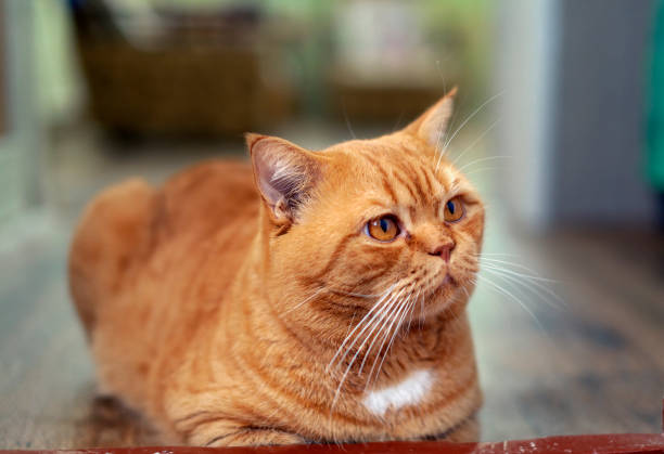 istock Ginger British cat close-up. Resting in the country. 1387633435
