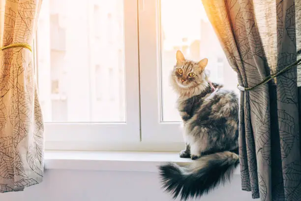 Photo of domestic cat is long-haired, fluffy, in good health,