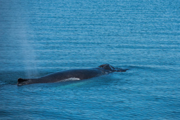 istock Whale in the Dalvik Fjord 1387634181