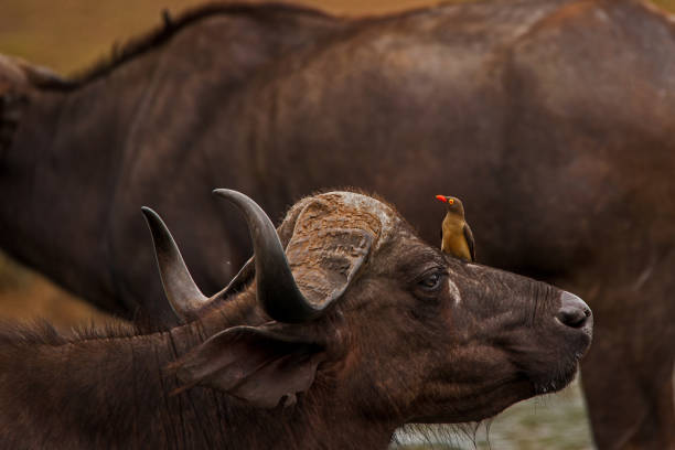 Red billed ox pecker on a buffalo