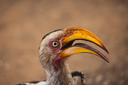 Portrait of a Southern Yellow-billed Hornbill (Tockus leucomelas) in Kruger National Park. South Africa
