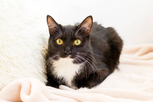istock Fluffy black-white cat with green eyes is lying on soft beige plaid with white pillow. 1387636370