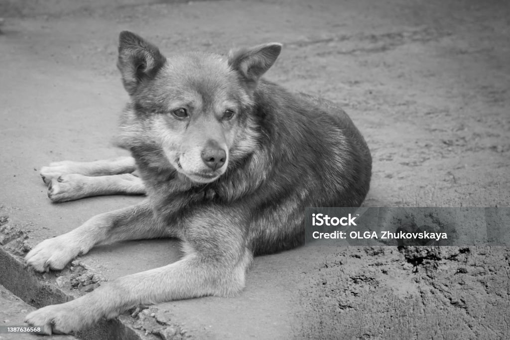 An abandoned dog on the street is crying. Dog Stock Photo