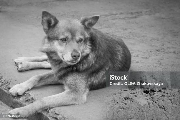 An Abandoned Dog On The Street Is Crying Stock Photo - Download Image Now - Dog, Black And White, Lost