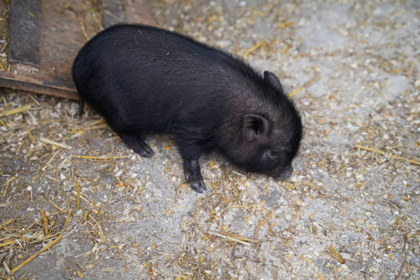 istock Mini pigs babies at the first walk outside 1387637602