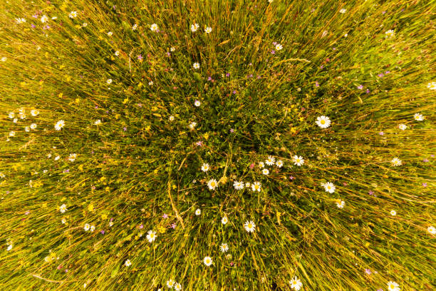 istock Green lawn after cutting the grass. Green field background 1387637741