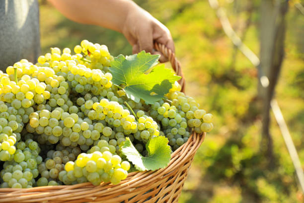 istock Man holding basket with fresh ripe grapes in vineyard, closeup 1387638524