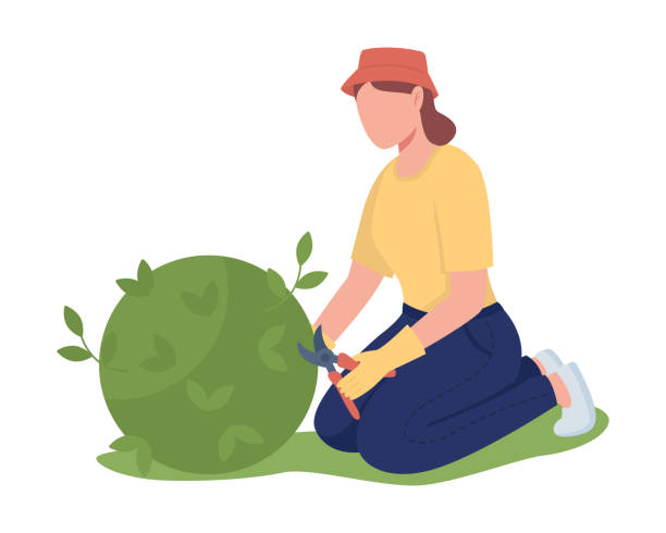 Woman pruning bush in garden semi flat color vector character Woman pruning bush in garden semi flat color vector character. Sitting figure. Full body person on white. Maintaining garden simple cartoon style illustration for web graphic design and animation branch trimmers stock illustrations