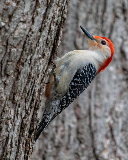 istock Red Bellied Woodpecker 1387639689