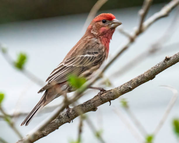 istock House finch Bird on a branch 1387639711