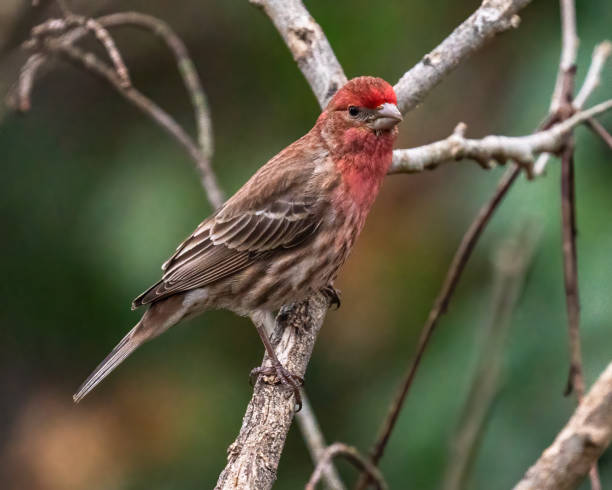 istock House finch Bird on a branch 1387640865