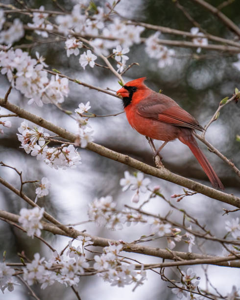istock Big Male Red Cardinal Bird 1387640922