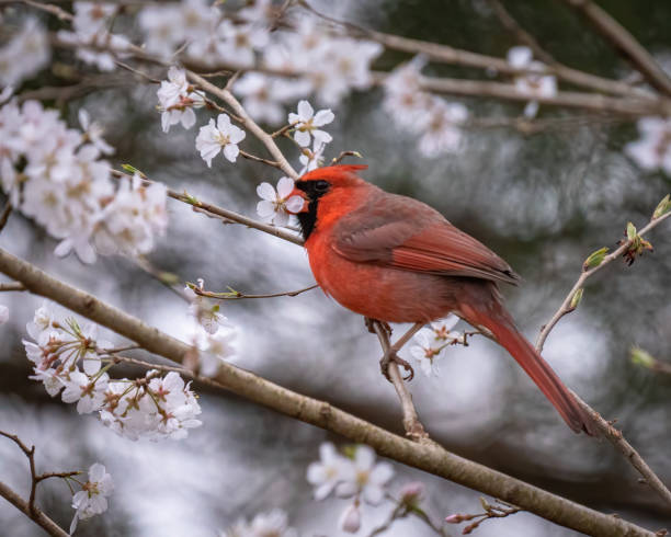istock Big Male Red Cardinal Bird 1387640938