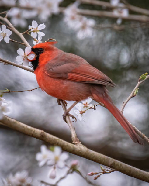 istock Big Male Red Cardinal Bird 1387640946