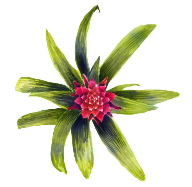 Watercolor hand painting illustration with Red Bromeliad flower and green leaves. Botanical illustration top view. Spring or summer flowers for invitation, wedding or greeting card Watercolor hand painting illustration with Red Bromeliad flower and green leaves. Botanical illustration top view. Spring or summer flowers for invitation, wedding or greeting card aechmea fasciata stock illustrations