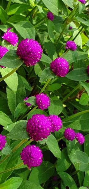 istock Gomphrena globosa Flowers with green leaves 1387641663
