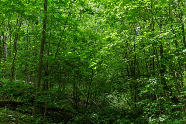 istock background of a green young dense forest in summer sunshine 1387642657