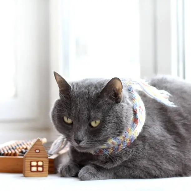 pensive cat in a scarf on the background of a blurry mock-up of a house and a retro calculator
