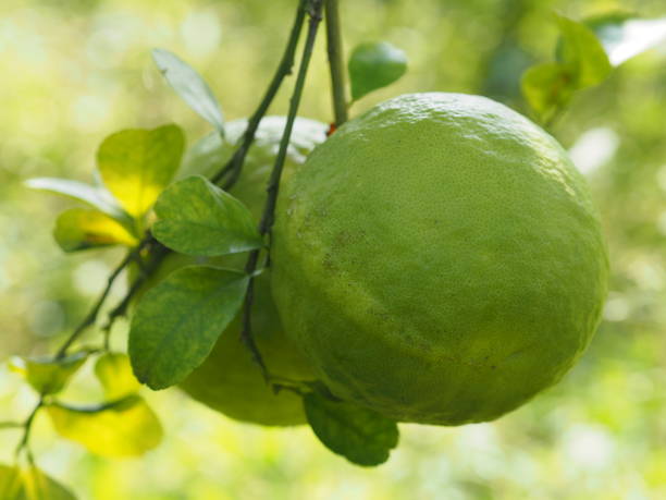 istock Lemon on the tree blurred of nature background, plant Sour taste fruit lime vegetable 1387643841
