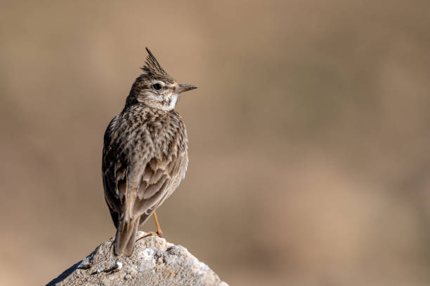 Crested lark (Galerida cristata), Jordan. Crested lark (Galerida cristata), Jordan. galerida cristata stock pictures, royalty-free photos & images