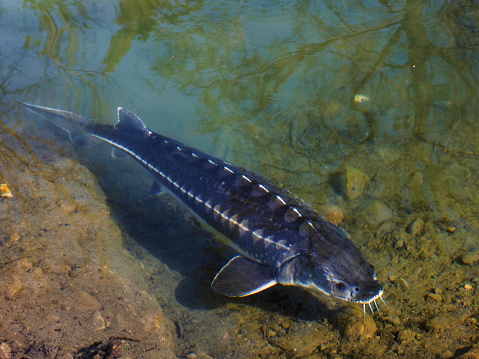 Kaluga fish (Huso dauricus) is a freshwater fish of the Beluga genus, sturgeon family. Big river fish swims underwater.