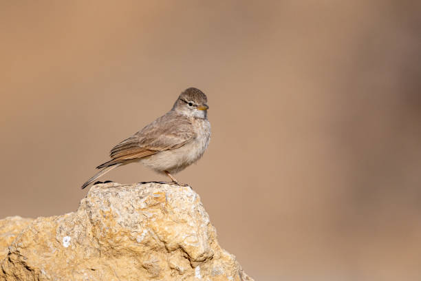 istock Desert lark (Ammomanes deserti), Wadi Rum, Jordan. 1387647818