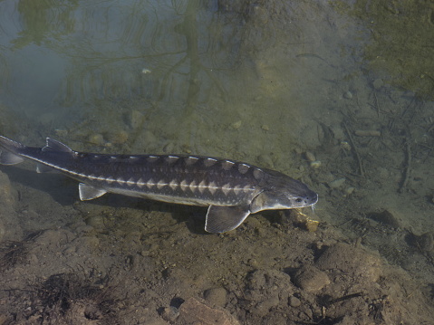 a short fin eel in the Avon River flowing through Christchurch, New Zealand.