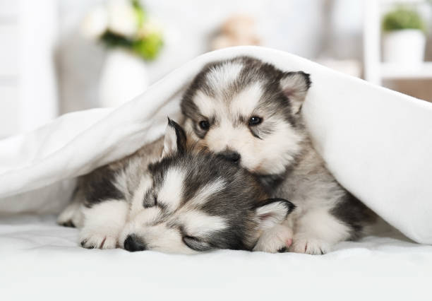 Two purebred Alaskan Malamute puppies sleeping under a blanket in a room stock photo