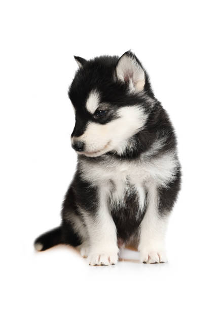 istock Lovely Alaskan Malamute puppy sits isolated on a white background 1387648411