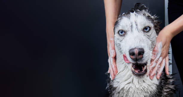 banner mit einem nass abwaschbaren husky-hund auf dunklem hintergrund. hände seifen den hund, hundewäsche - pet grooming stock-fotos und bilder
