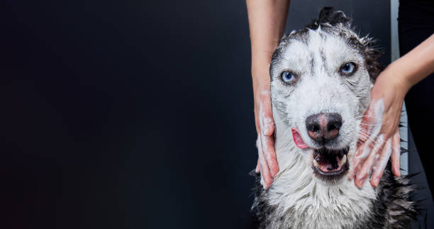 baner z mokrym zmywalnym psem husky na ciemnym tle. mydło do rąk pies, mycie psa - grooming zdjęcia i obrazy z banku zdjęć