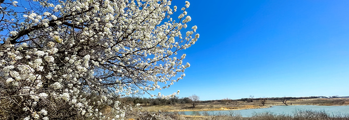 Panorama view lake park with blooming Bradford pear tree in Grapevine, Texas, USA. Blossom white flowers early in the Spring under sunny clear blue sky near dormant trees. Nature background