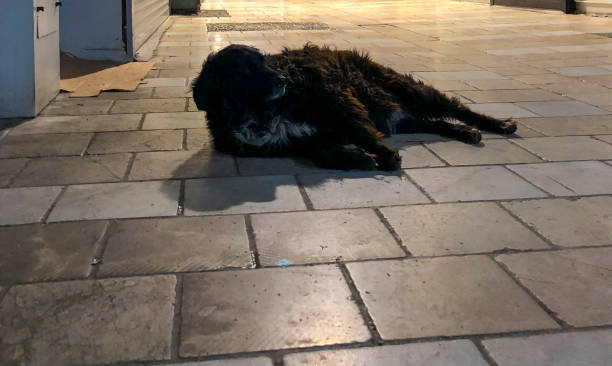istock Homeless stray dog sleeping 1387651680