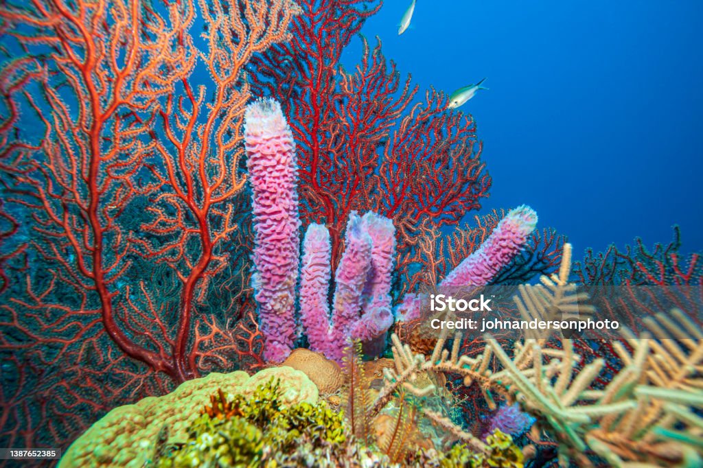 Caribbean coral garden Caribbean coral reef off the coast of the island of Roatan Coral - Cnidarian Stock Photo