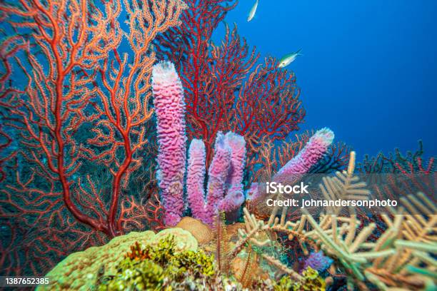 Caribbean Coral Garden Stock Photo - Download Image Now - Coral - Cnidarian, Honduras, Scuba Diving