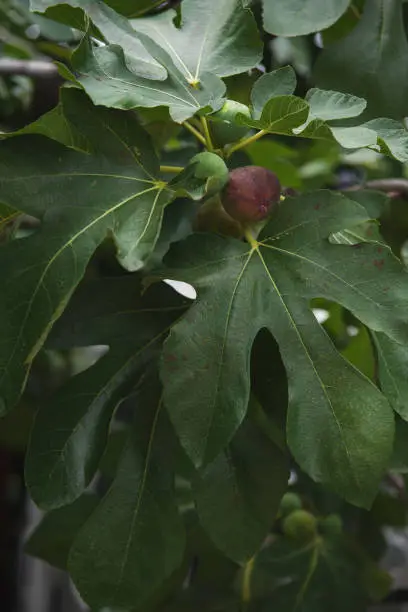 Photo of Close-up of the exotic dark green foliage of figs. leaves in a dark key, exotic background of greenery. space for copying. ripe figs on a tree, close-up, soft focus