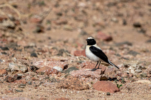 Western black-eared wheatear (Oenanthe hispanica) Western black-eared wheatear (Oenanthe hispanica) oenanthe hispanica stock pictures, royalty-free photos & images