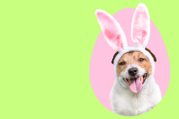 Dog as Easter bunny inside pink colored egg on green background Jack Russell Terrier dog with Easter bunny ears breed eggs stock pictures, royalty-free photos & images