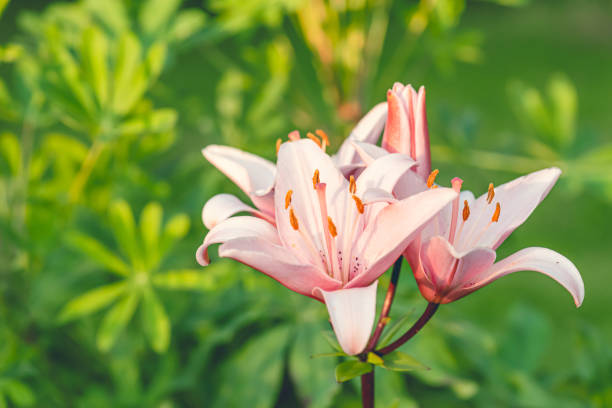 Blossom Trumpet Lily in garden