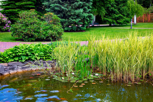 schilf und blätter eines seerosenteichs in einem teichpark mit einem wanderweg zur erholung und mit bäumen, hinterhof mit landschaftsgestaltung, sommerhintergrund. - water lily lily water water garden stock-fotos und bilder