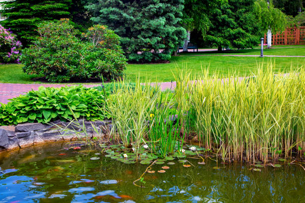 reeds and leaves of a lily pond in a pond park with a walking path for recreation and with trees, backyard with landscape design, summer background. reeds and leaves of a lily pond in a pond park with a walking path for recreation and with trees, backyard with landscape design, summer background. water garden stock pictures, royalty-free photos & images