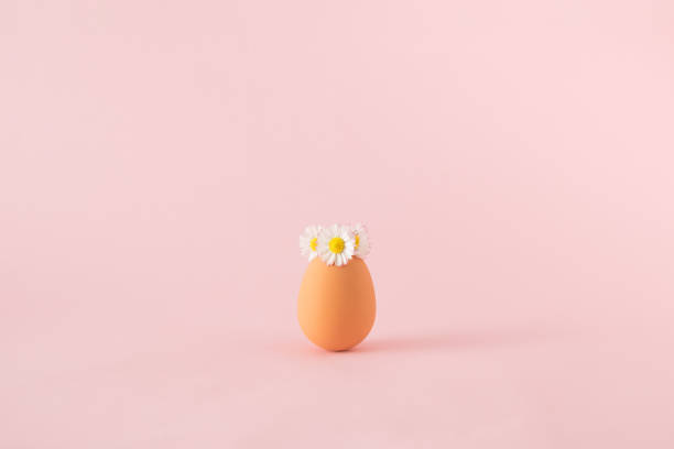 istock Daisy flowers on top of an egg on pink background. 1387655096