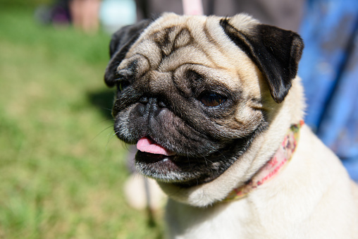 Portrait of a pug dog with his tongue hanging out against the background of green grass.