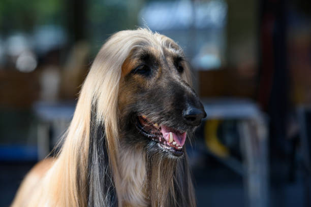 portret afgańskiego psa odwracającego wzrok. - exhibition of dog zdjęcia i obrazy z banku zdjęć