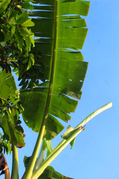 istock banana leaf view and clear blue sky 1387655389