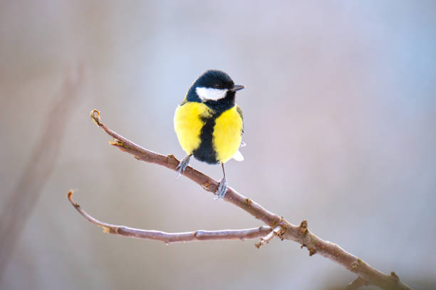 istock Yellow wild tit bird perching on tree branch on cold winter day 1387655998