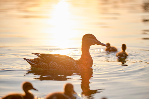 Wild duck family of mother bird and her chicks swimming on lake water at bright sunset. Birdwatching concept.